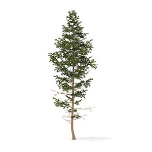 3D pine tree 14m