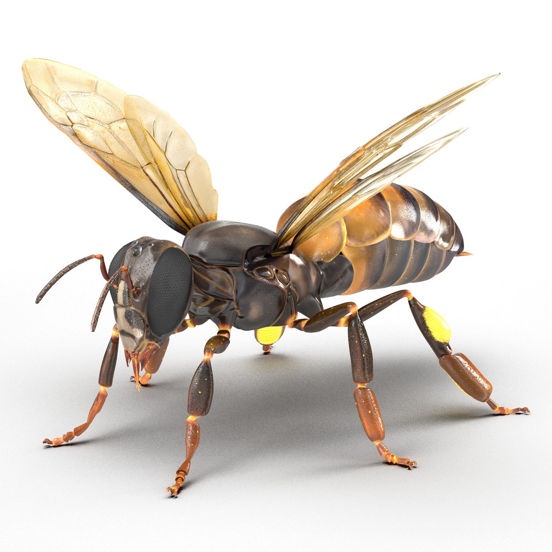 Honey Bee Rigged 3D model preview