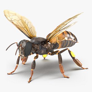 Honey Bee Rigged