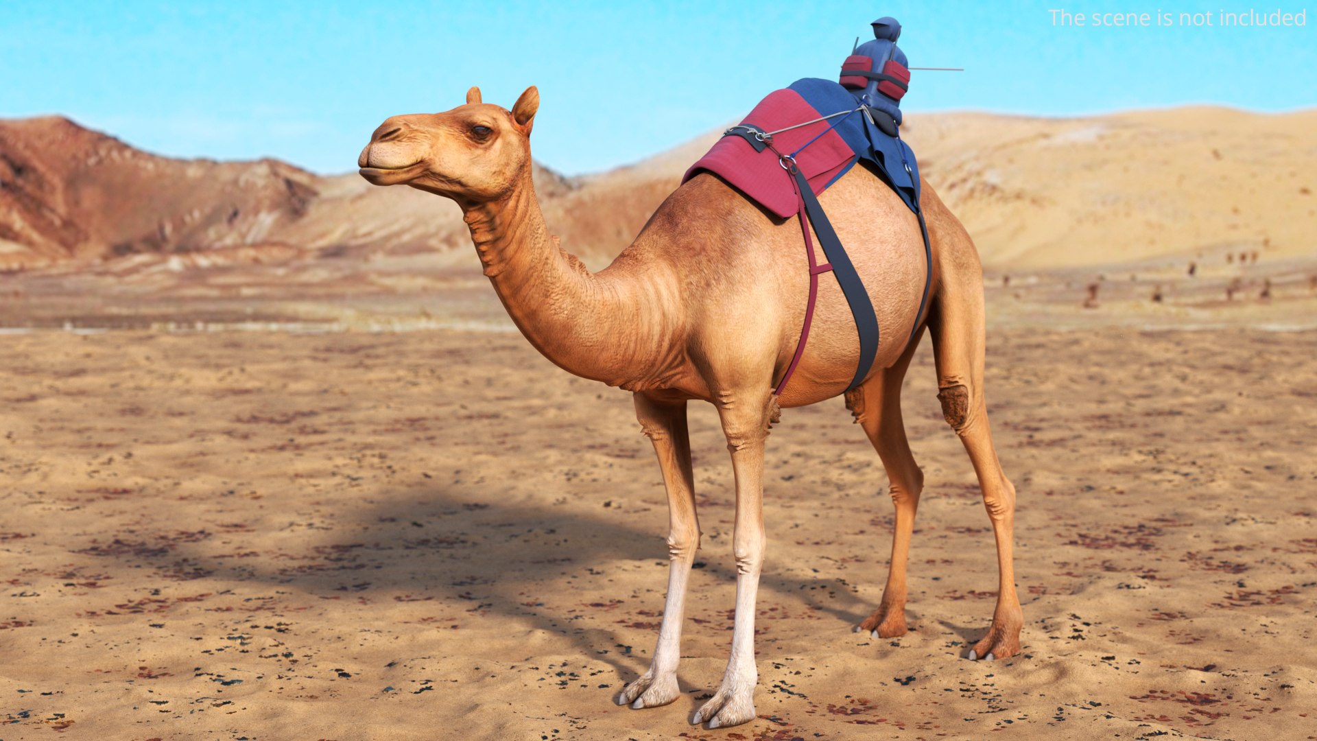 Streamlined Camel Racing Setup 3D https://p.turbosquid.com/ts-thumb/53/gt0dLF/Rh/streamlined_camel_racing_setup_002/jpg/1757931581/1920x1080/fit_q87/e2001bbc3fa5b2390cf3ff53541079962a2e4f13/streamlined_camel_racing_setup_002.jpg
