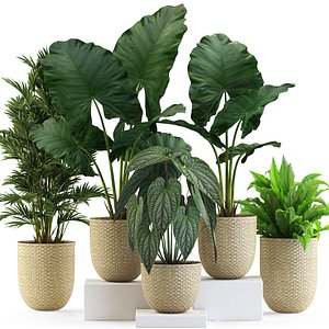 Plants collection 544 3D
