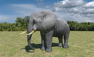 African Elephant Low Poly