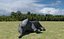 Elefante africano Low Poly