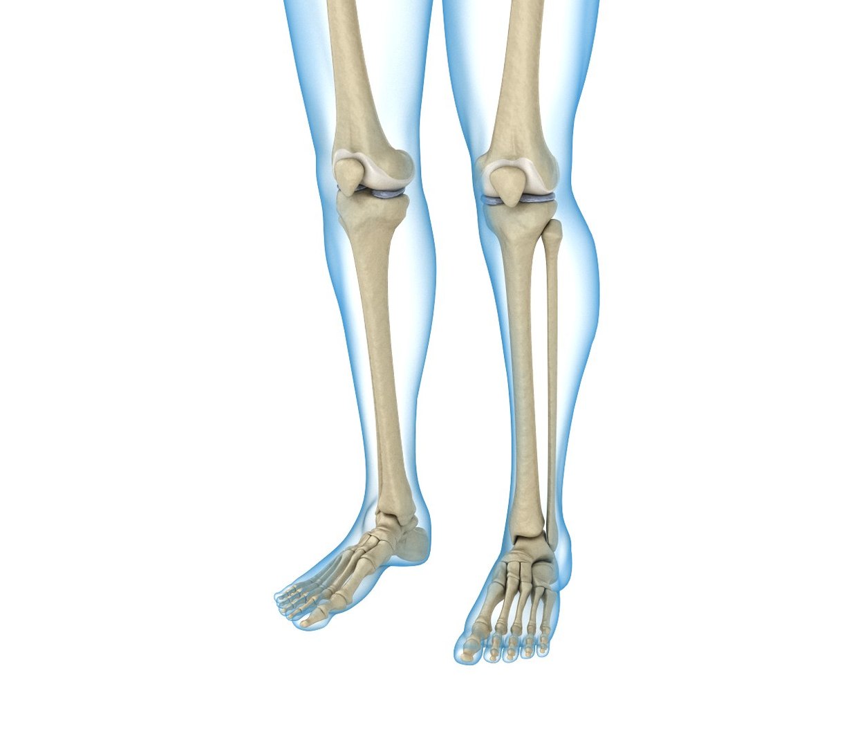 3d Human Skeleton Body Rigged Model