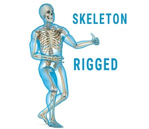 Human Skeleton and body (Rigged)