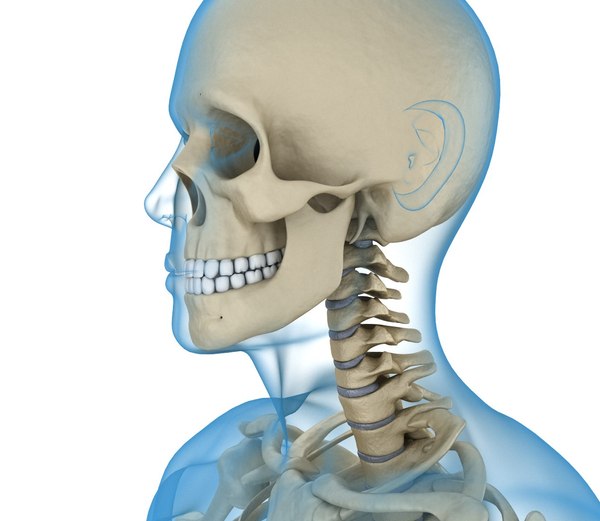 3d human skeleton body rigged model