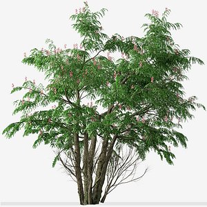 Set of Cassia javanica or Pink shower Tree -2 Trees