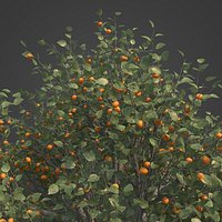 2021 PBR Apricot Collection - Prunus Armeniaca