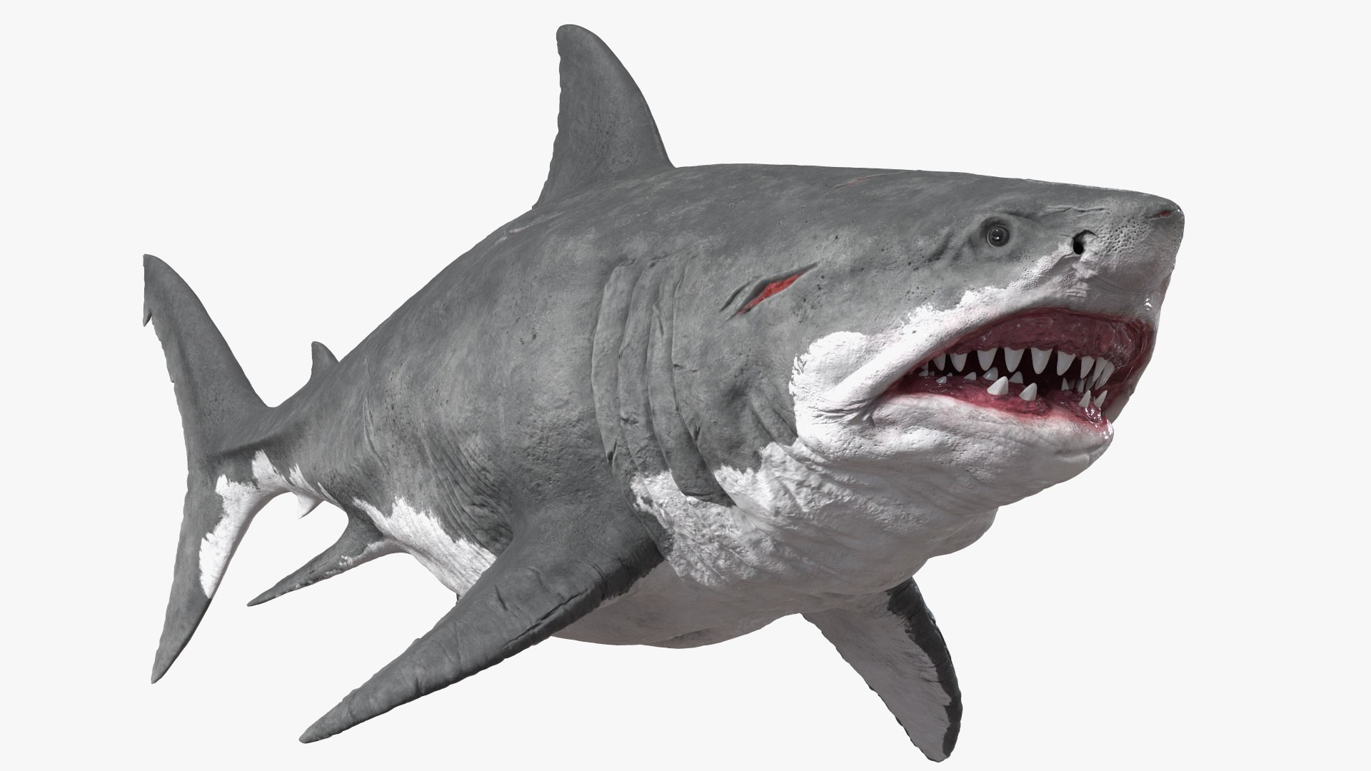 3D Ancient Megashark https://p.turbosquid.com/ts-thumb/54/LR91zX/fV/ancientmegasharkc4dmodel001/jpg/1644354044/1920x1080/fit_q87/c6ce9c2817e165de5755c6609031f302cf3715a7/ancientmegasharkc4dmodel001.jpg