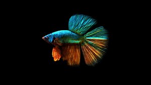 3D betta splendens fish