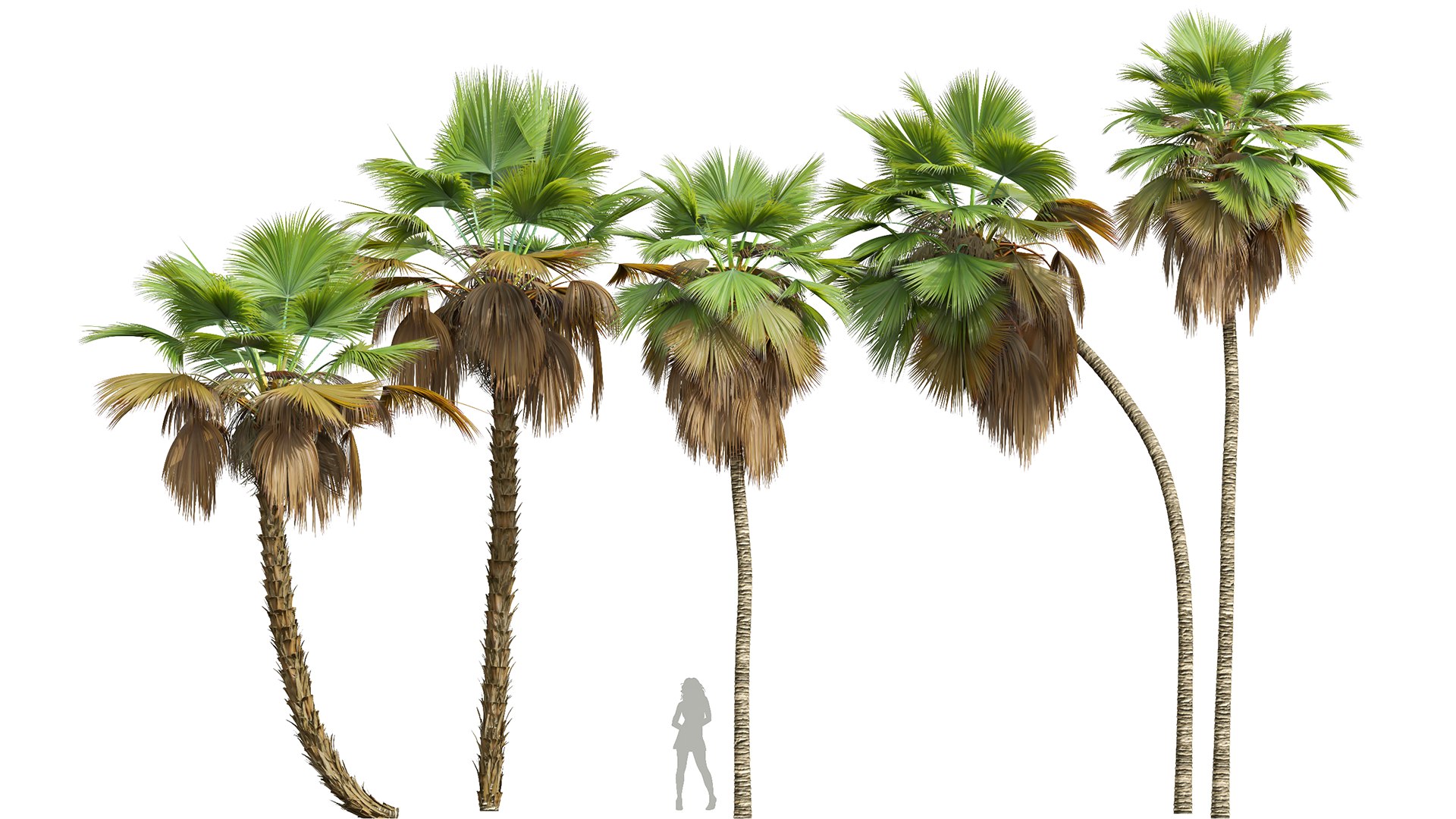 3D model New Plant High detail Pritchardia Pacifica Medium https://p.turbosquid.com/ts-thumb/54/fEt869/9f/z01/png/1707811608/1920x1080/fit_q87/d46f19d6d3e619cec463dcc5abb683b5b3697c58/z01.jpg