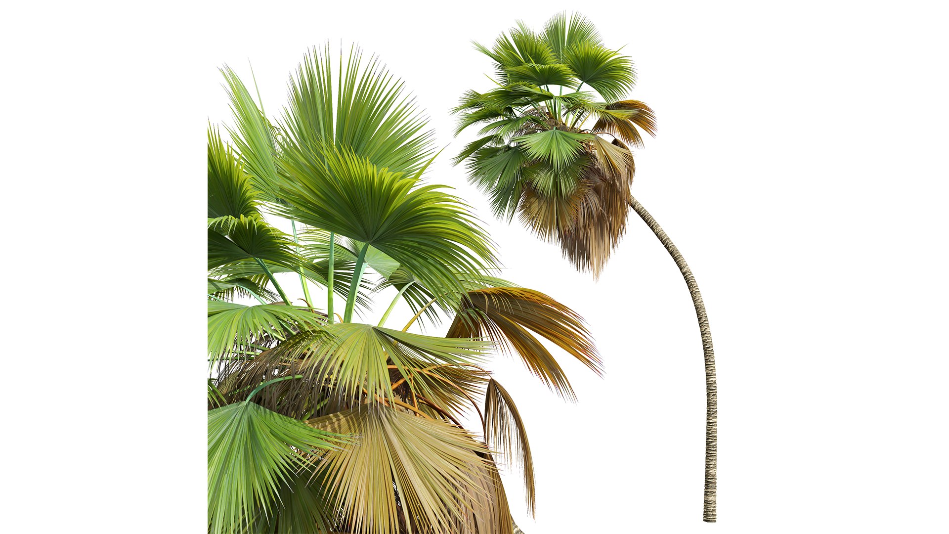 3D model New Plant High detail Pritchardia Pacifica Medium https://p.turbosquid.com/ts-thumb/54/fEt869/An/z05/png/1707811613/1920x1080/fit_q87/6fc01a08d83e77bf163af3b60fd33834783cd481/z05.jpg