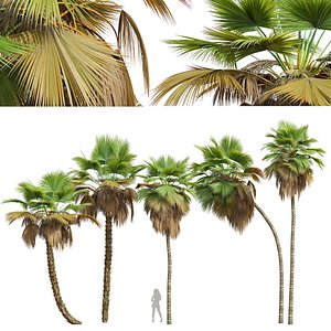 3D model New Plant High detail Pritchardia Pacifica Medium