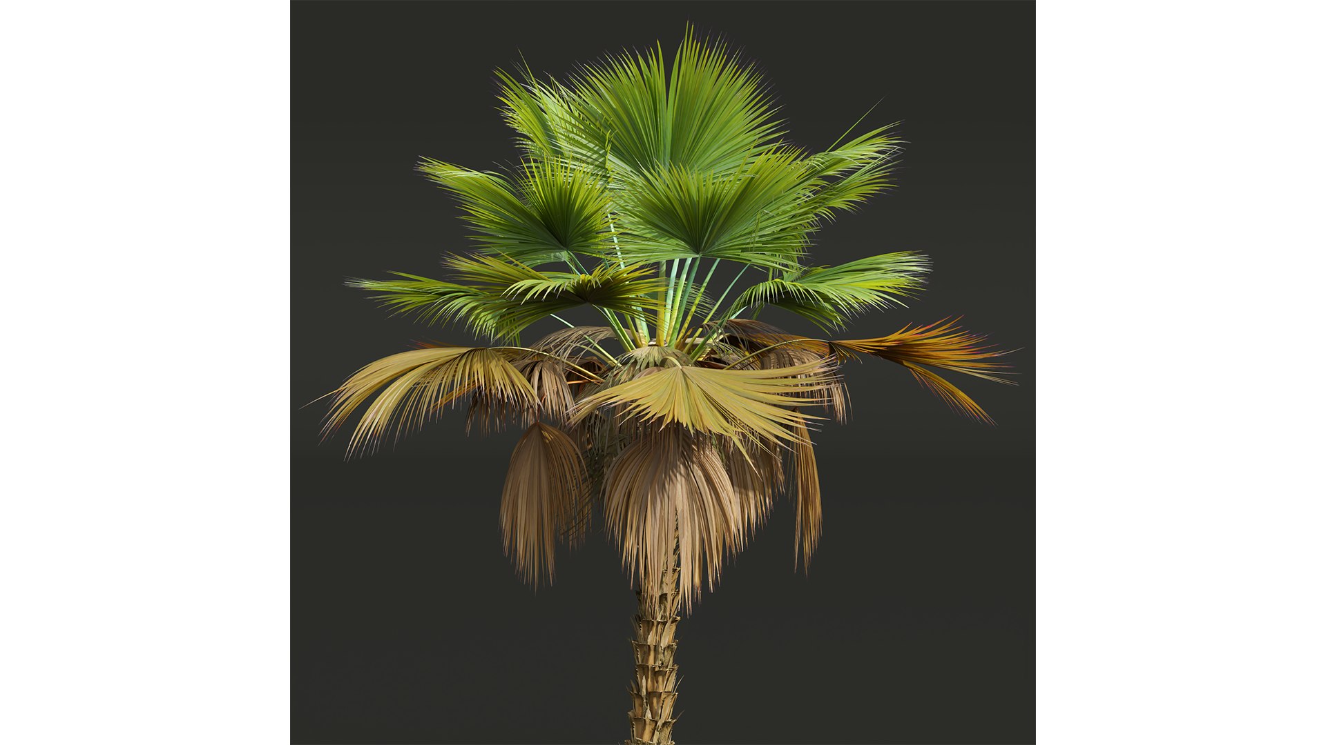 3D model New Plant High detail Pritchardia Pacifica Medium https://p.turbosquid.com/ts-thumb/54/fEt869/Hy/z04/png/1707811615/1920x1080/fit_q87/f7b325ab357bac7cbcb3414bd92dcaa4682c3088/z04.jpg