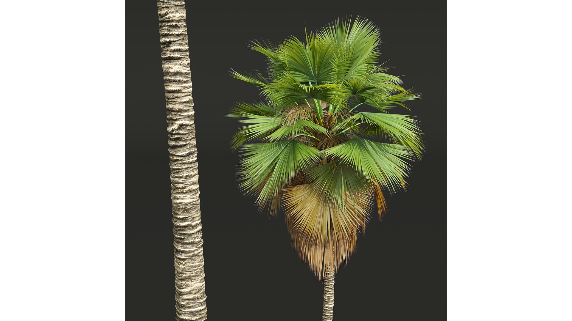 3D model New Plant High detail Pritchardia Pacifica Medium https://p.turbosquid.com/ts-thumb/54/fEt869/NV/z02/png/1707811609/1920x1080/fit_q87/f3c133f72a59d74e629cb6e45d5ab5f419936e2b/z02.jpg