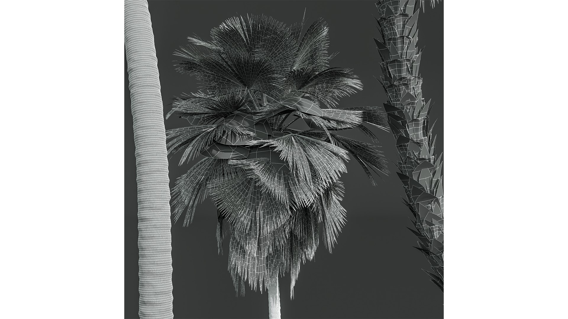 3D model New Plant High detail Pritchardia Pacifica Medium https://p.turbosquid.com/ts-thumb/54/fEt869/k7/z06/png/1707811617/1920x1080/fit_q87/2562f105776560d916def93c4a6e9f24a498d422/z06.jpg