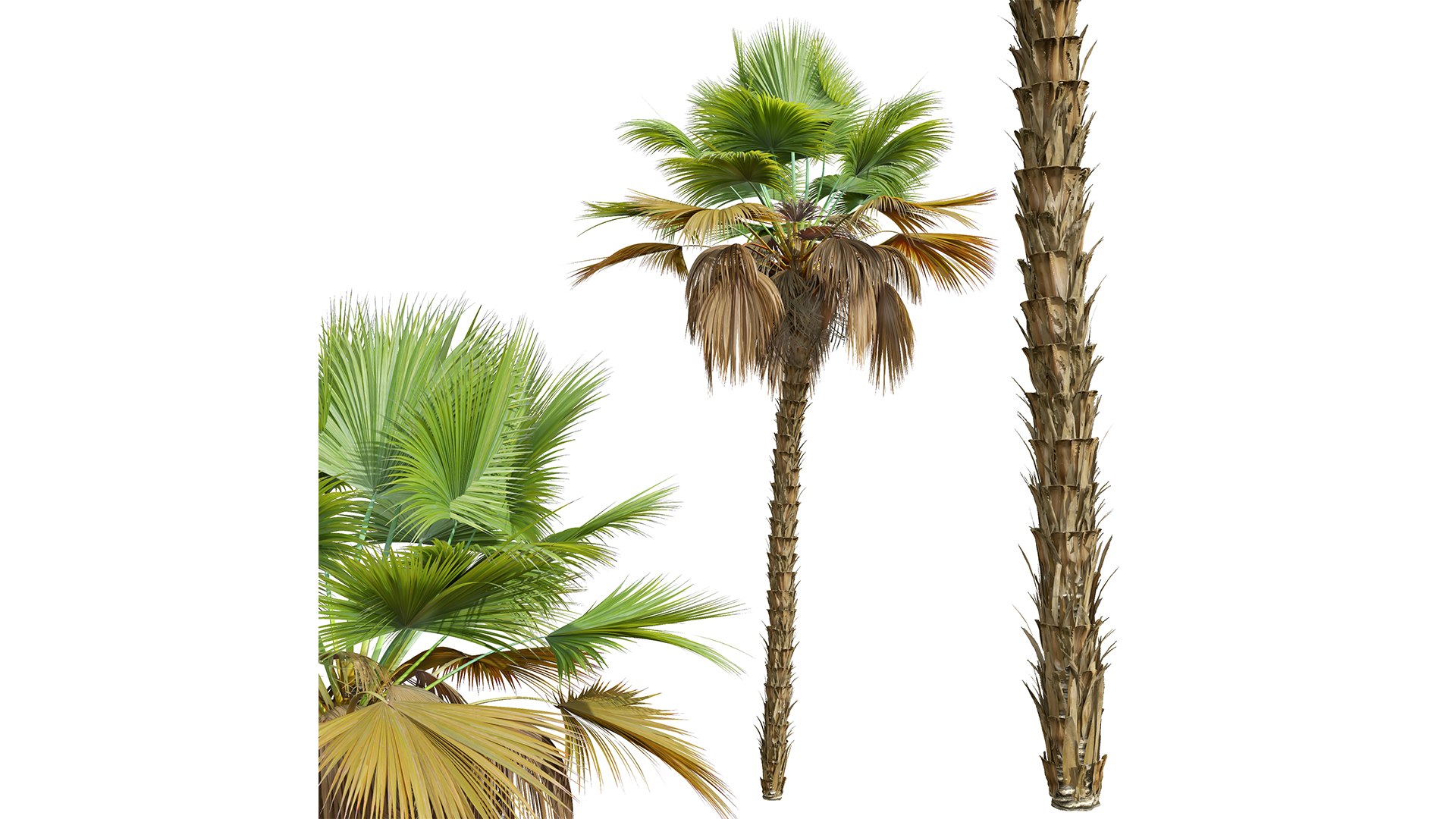 3D model New Plant High detail Pritchardia Pacifica Medium https://p.turbosquid.com/ts-thumb/54/fEt869/yI/z03/png/1707811612/1920x1080/fit_q87/b80ab2c28634f07b4204aacf1b8f4e17f0b06585/z03.jpg