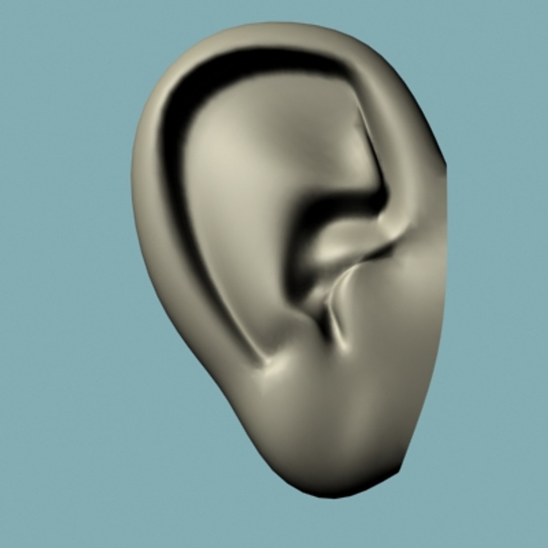 Human Ear 3d Model