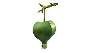 3D Barringtonia asiatica fruit model
