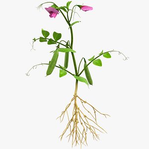 3D Pea Plant with Root Nodules