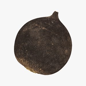 turnip black 06 raw 3D model