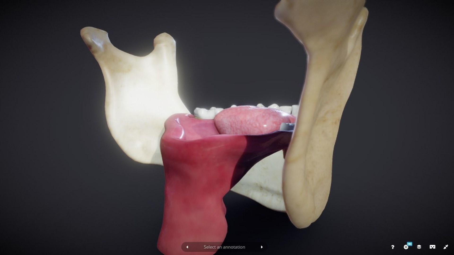 Tooth Mandible Model - TurboSquid 1618843