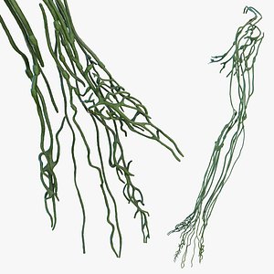 Human Arm Lymphatic System