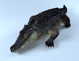 alligator gator rigged 3D