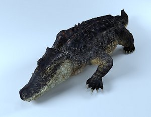 Alligator (Rigged and Animated)