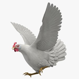 Gallus Domesticus "White Domestic Chicken Hen"