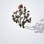 Лагерстремия индийская (Lagerstroemia indica) — красноцветковая лагерстремия.
