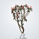 Crape Myrtle Tree Red Flowering - Lagerstroemia indica