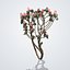 Colección de 20 árboles: ornamentales, frutales y de sombra.