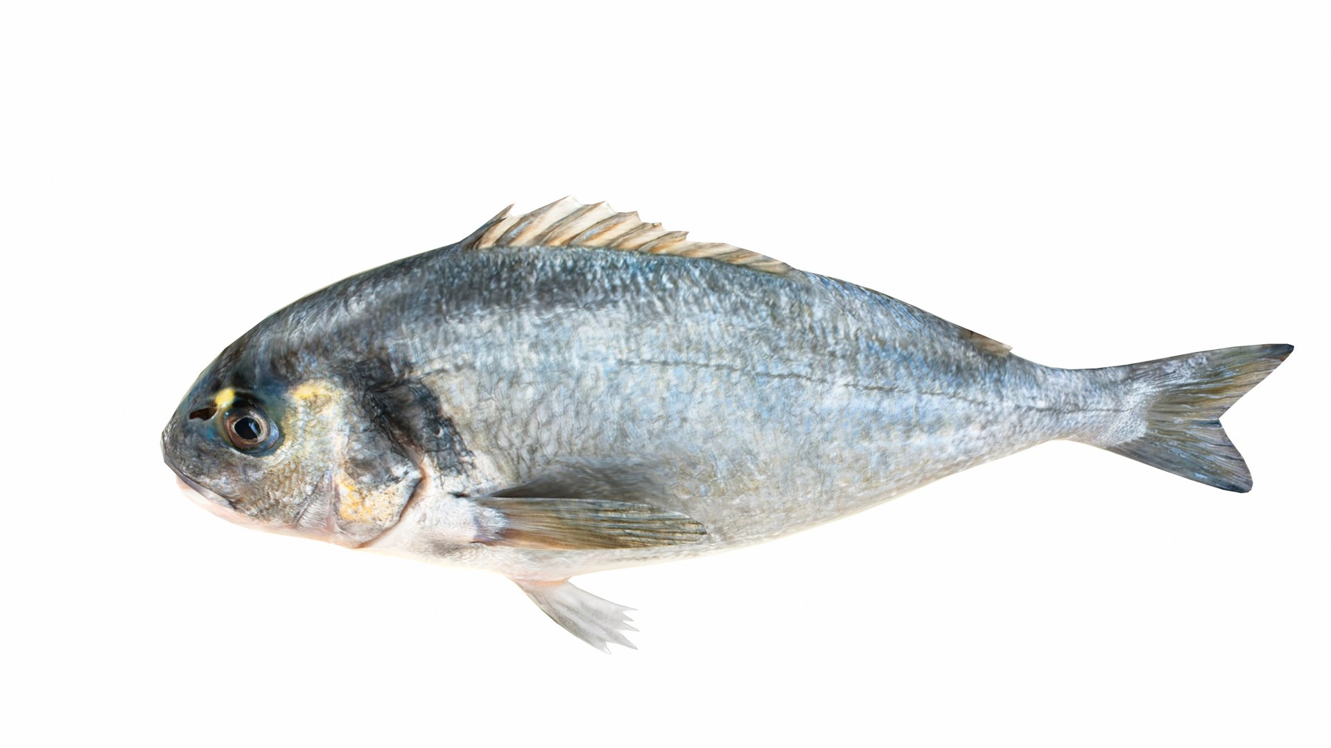 Fish 14 in 1 -Saltwater Fish 3D model https://p.turbosquid.com/ts-thumb/56/HadBLv/As/seabream5/jpg/1742841173/1920x1080/fit_q87/8248097dd6d8409b6845d68db45729c8d3426d5b/seabream5.jpg