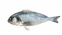 Sea Bream