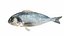 Underwater Animals Big Collection 34 in 1