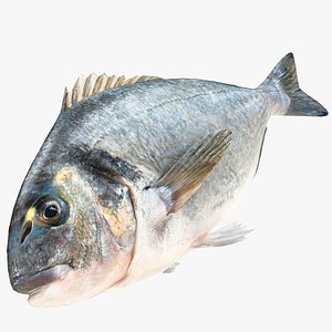 Sea Bream model
