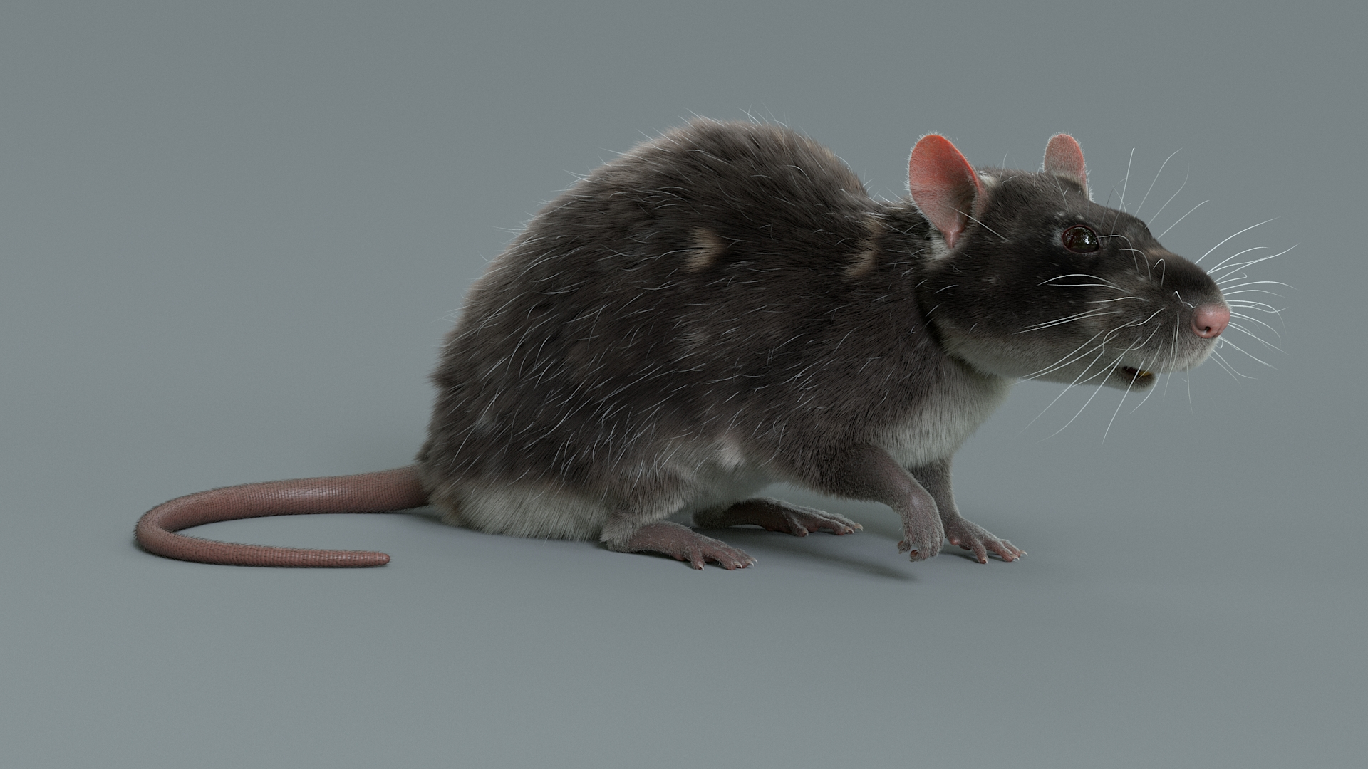 3D Rat Rigged - TurboSquid 2212274