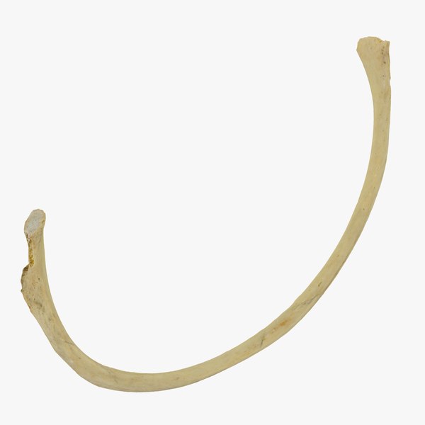 3D costae verae true rib model - TurboSquid 1534341