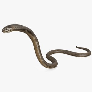 Attack Naja Cobra Animated Rigged 3D model