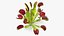 Venus Flytrap Phalanx