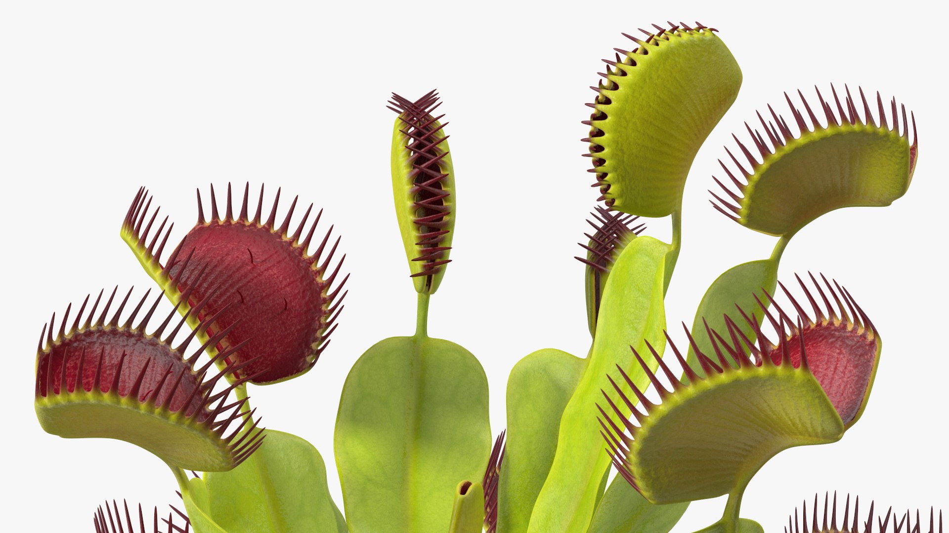 Venus Flytrap Phalanx 3D model https://p.turbosquid.com/ts-thumb/56/r4mpyL/9U/venusflytrapphalanx3dmodel010/jpg/1717178182/1920x1080/fit_q87/10e6c79ef2022261ab8d3defe648edb908eb3e85/venusflytrapphalanx3dmodel010.jpg