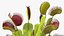 Venus Flytrap Phalanx