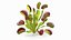 Venus Flytrap Phalanx