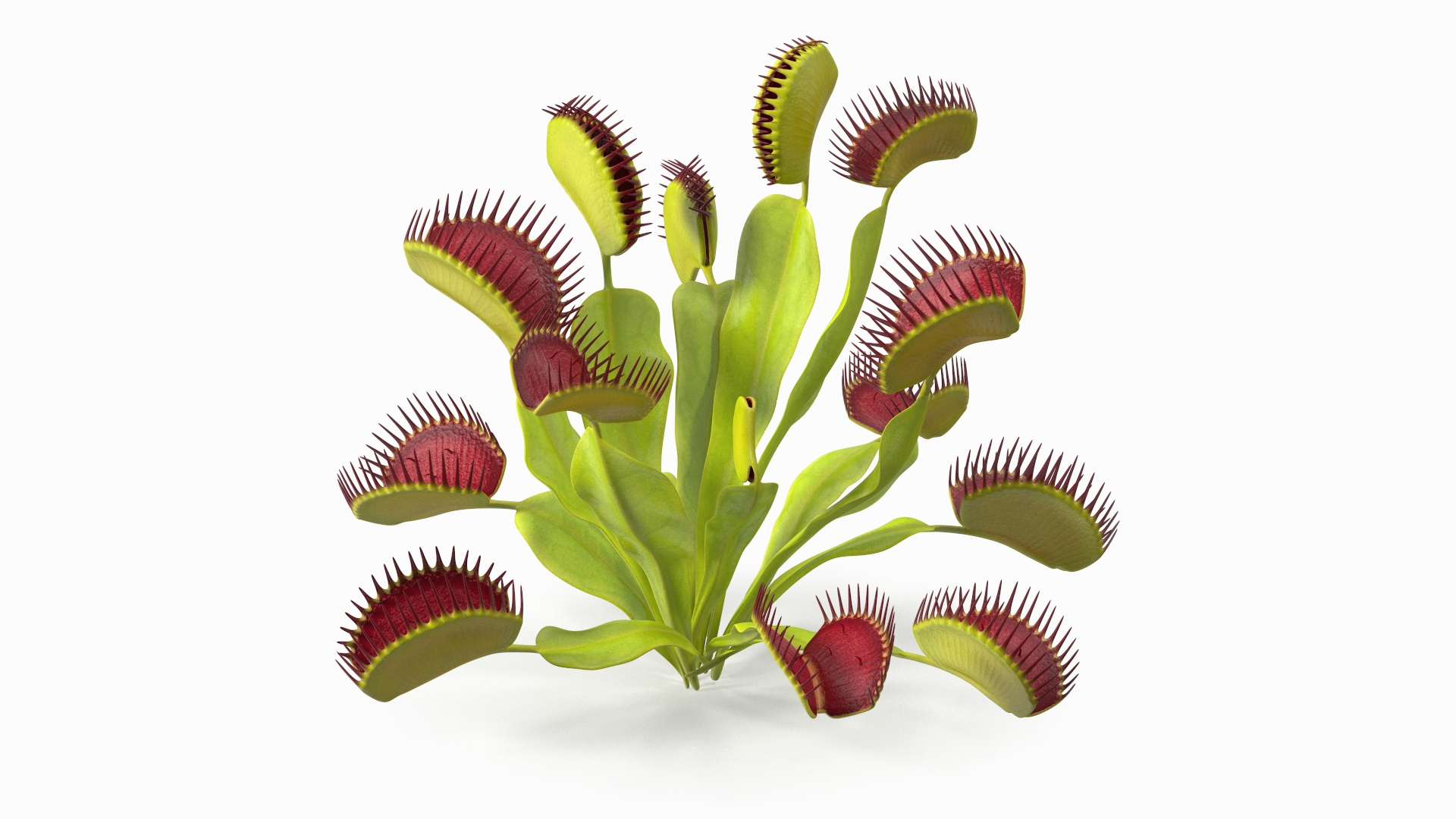 Venus Flytrap Phalanx 3D model https://p.turbosquid.com/ts-thumb/56/r4mpyL/Mk/venus_flytrap_phalanx_360/jpg/1717177831/1920x1080/turn_fit_q99/404e701e41602a66c0dcc4eefd1e4755333a625a/venus_flytrap_phalanx_360-1.jpg