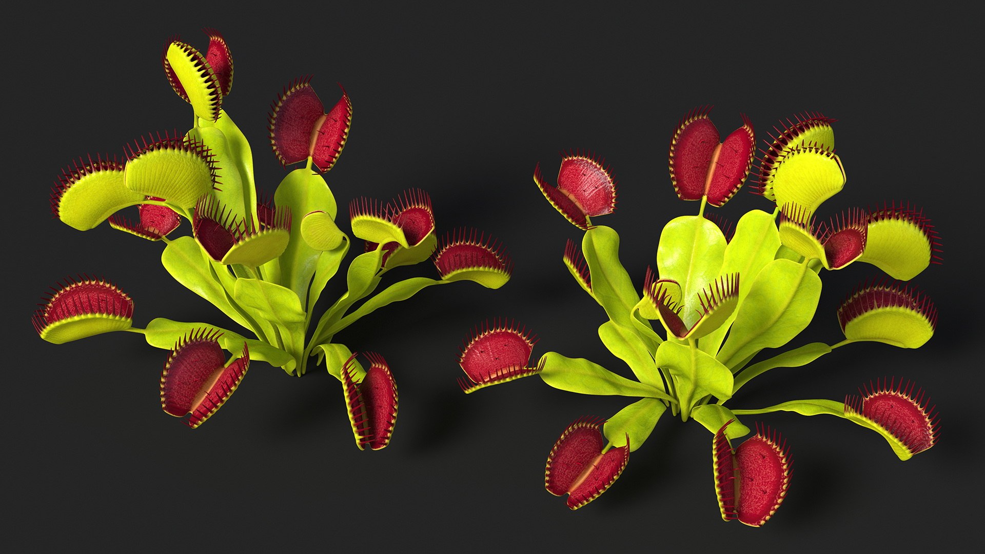 Venus Flytrap Phalanx 3D model https://p.turbosquid.com/ts-thumb/56/r4mpyL/OS/venusflytrapphalanx3dmodel004/jpg/1717178161/1920x1080/fit_q87/d45ab6b749a202e59b2ac923253483ee743c3215/venusflytrapphalanx3dmodel004.jpg
