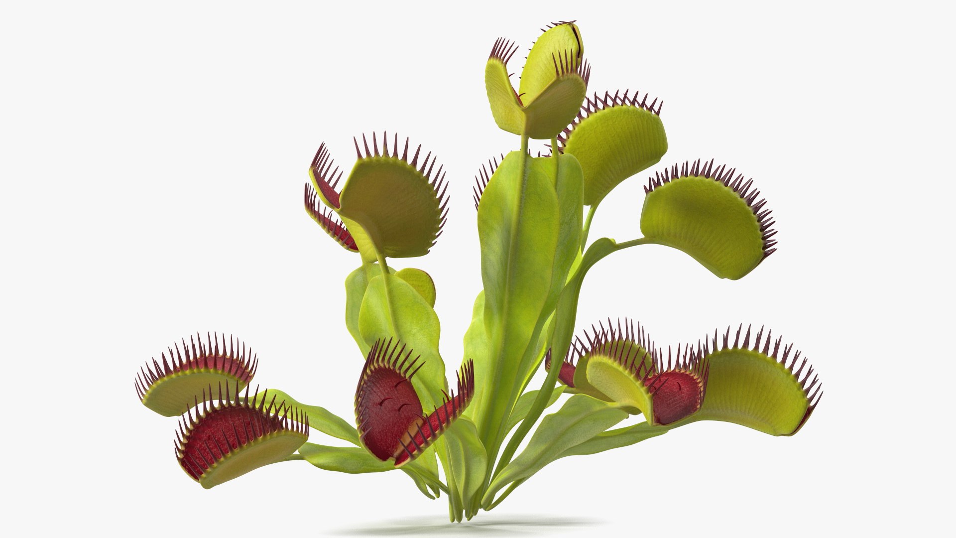 Venus Flytrap Phalanx 3D model https://p.turbosquid.com/ts-thumb/56/r4mpyL/Od/venusflytrapphalanx3dmodel007/jpg/1717178172/1920x1080/fit_q87/db66c016ce8396f7c54c5d0787aac583027de6b1/venusflytrapphalanx3dmodel007.jpg