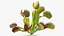 Venus Flytrap Phalanx