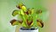 Venus Flytrap Phalanx