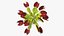 Venus Flytrap Phalanx